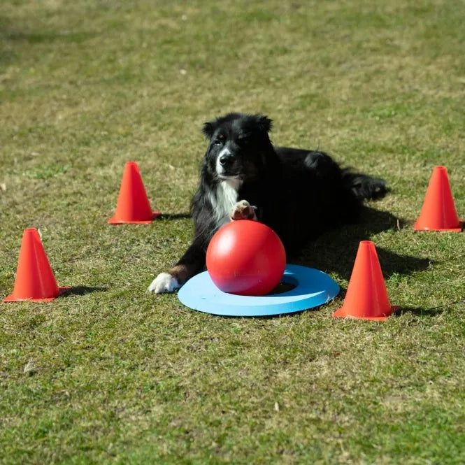 PROCYON Dog Golf Set – für Hunde