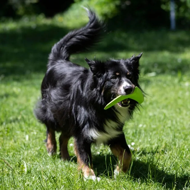 PROCYON TPR Boomerang - extrem beißfest für Hunde