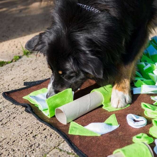 PROCYON Intelligenzschnüffelmatte - für Hunde