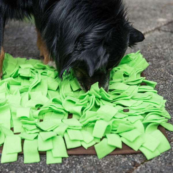 PROCYON Schnüffelwiese - für Hunde mit Leckerlis