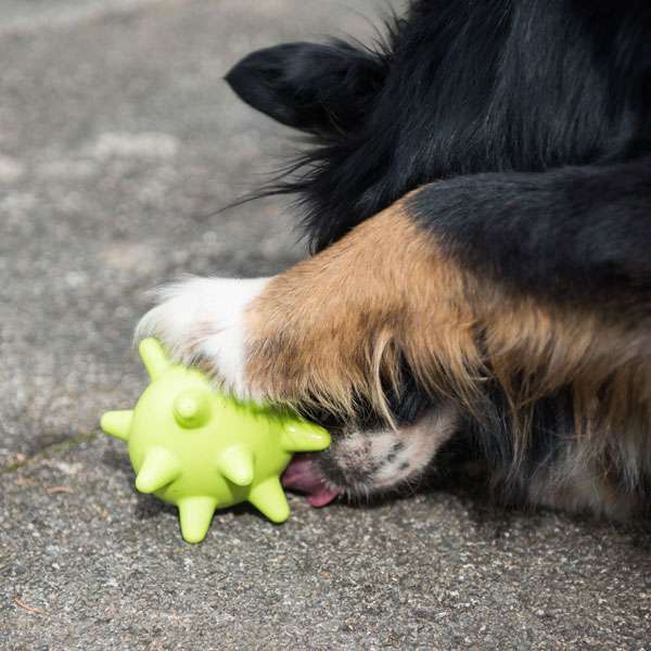 PROCYON TPR Snackball - für Hunde mit Leckerlis