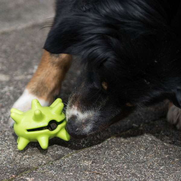 PROCYON TPR Snackball - für Hunde mit Leckerlis