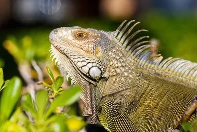 Leguan im Vordergrund