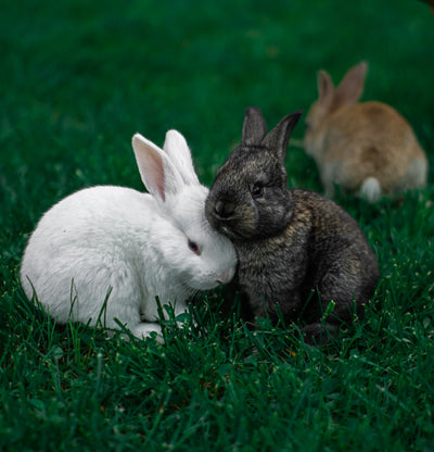 2 kuschelnde Hasen 