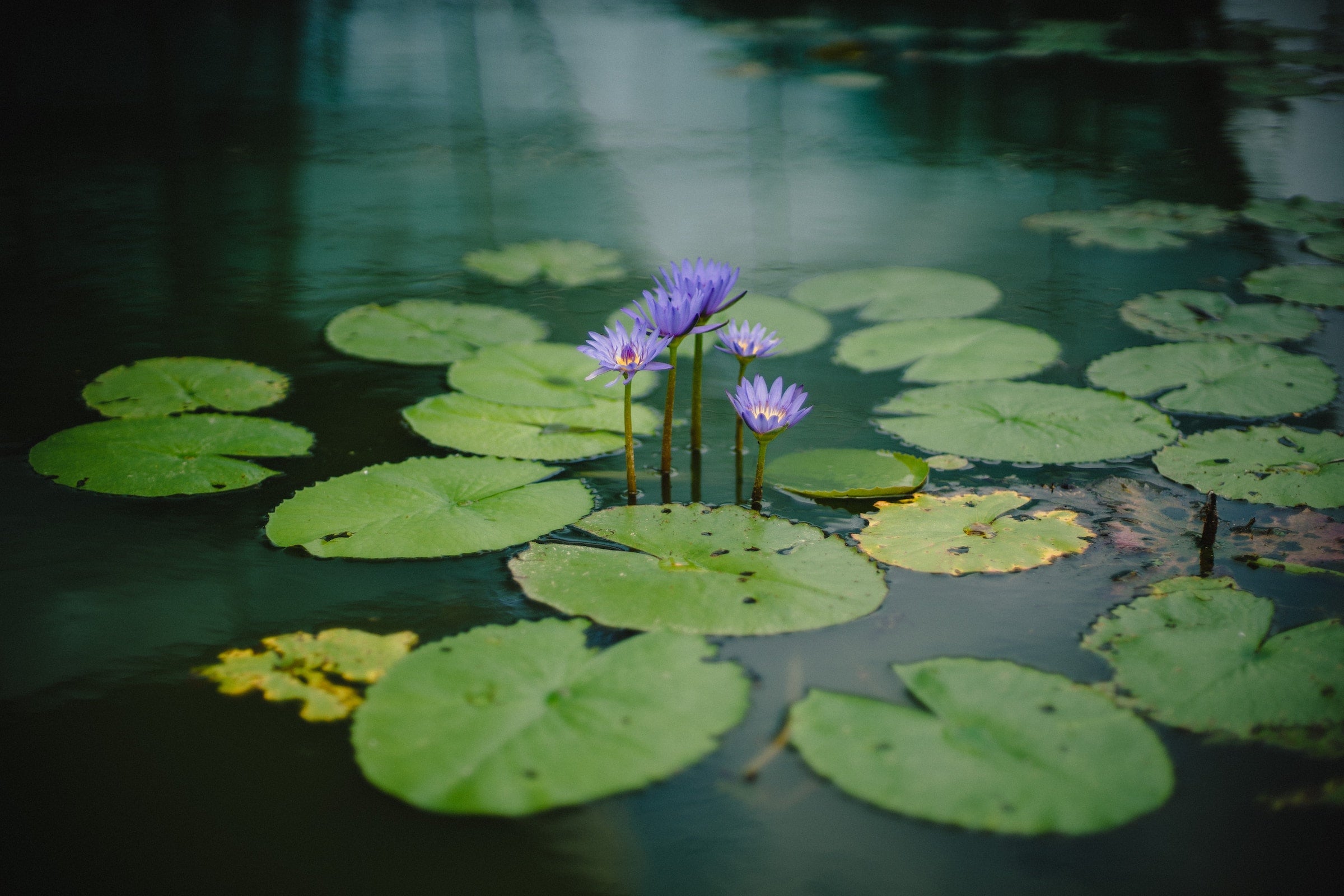 Seerose im Teich