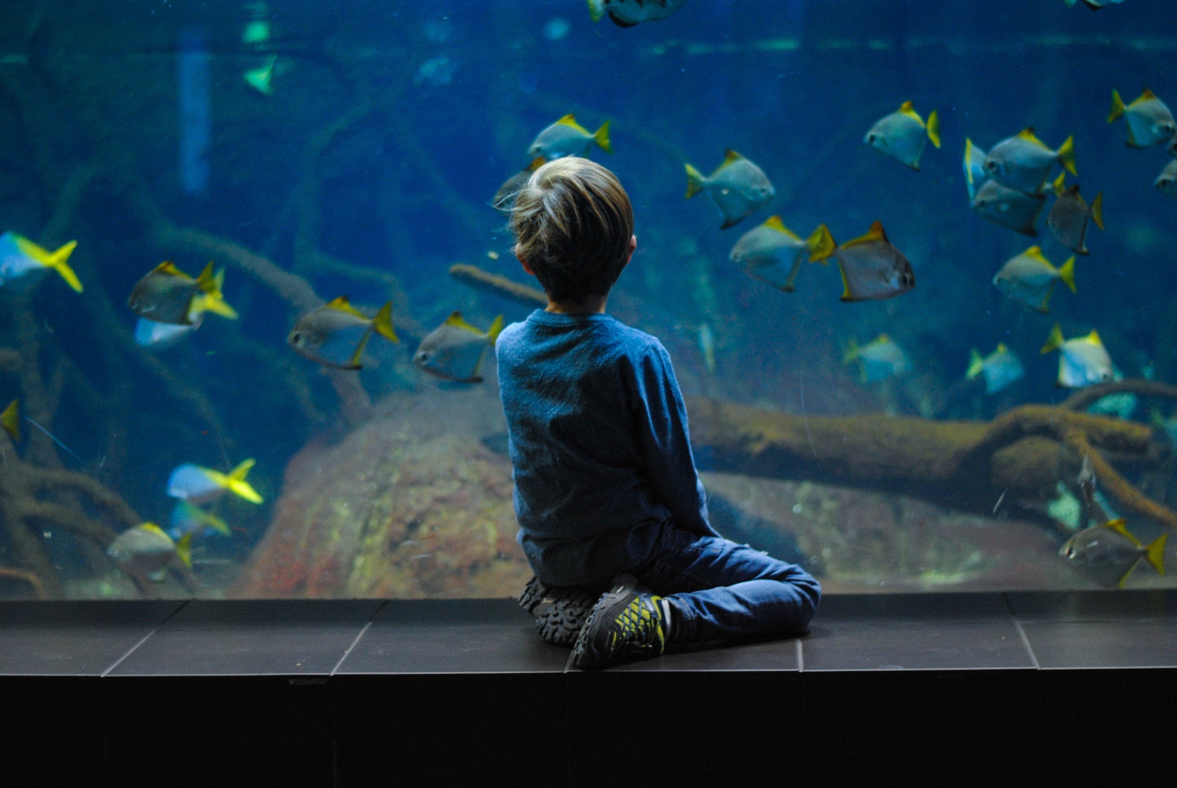 Kind sitzend vor Aquarium 