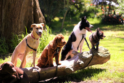 4 Hunde sitzend auf einem Baumstamm 
