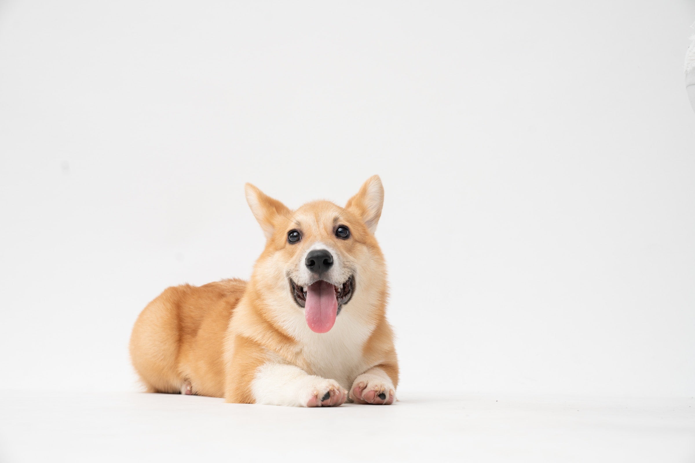 Hund sitzend hinter weißem Hintergrund