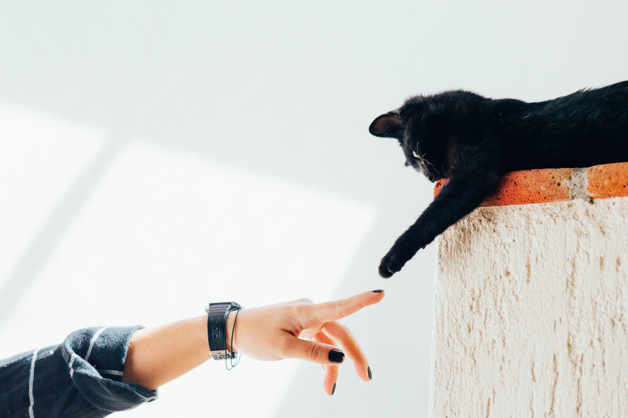 Katze gibt Pfote zum Menschen