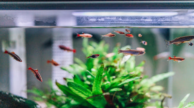 Aquarium mit Fischen darin 