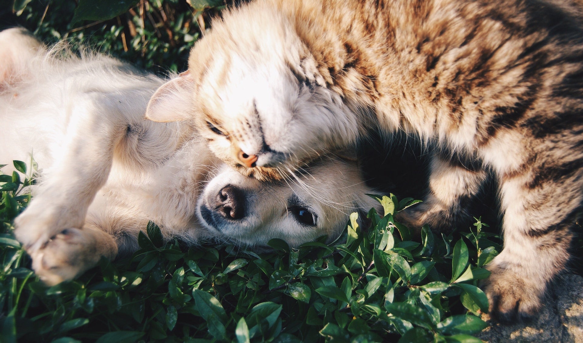 Hund und Katze am schmusen 