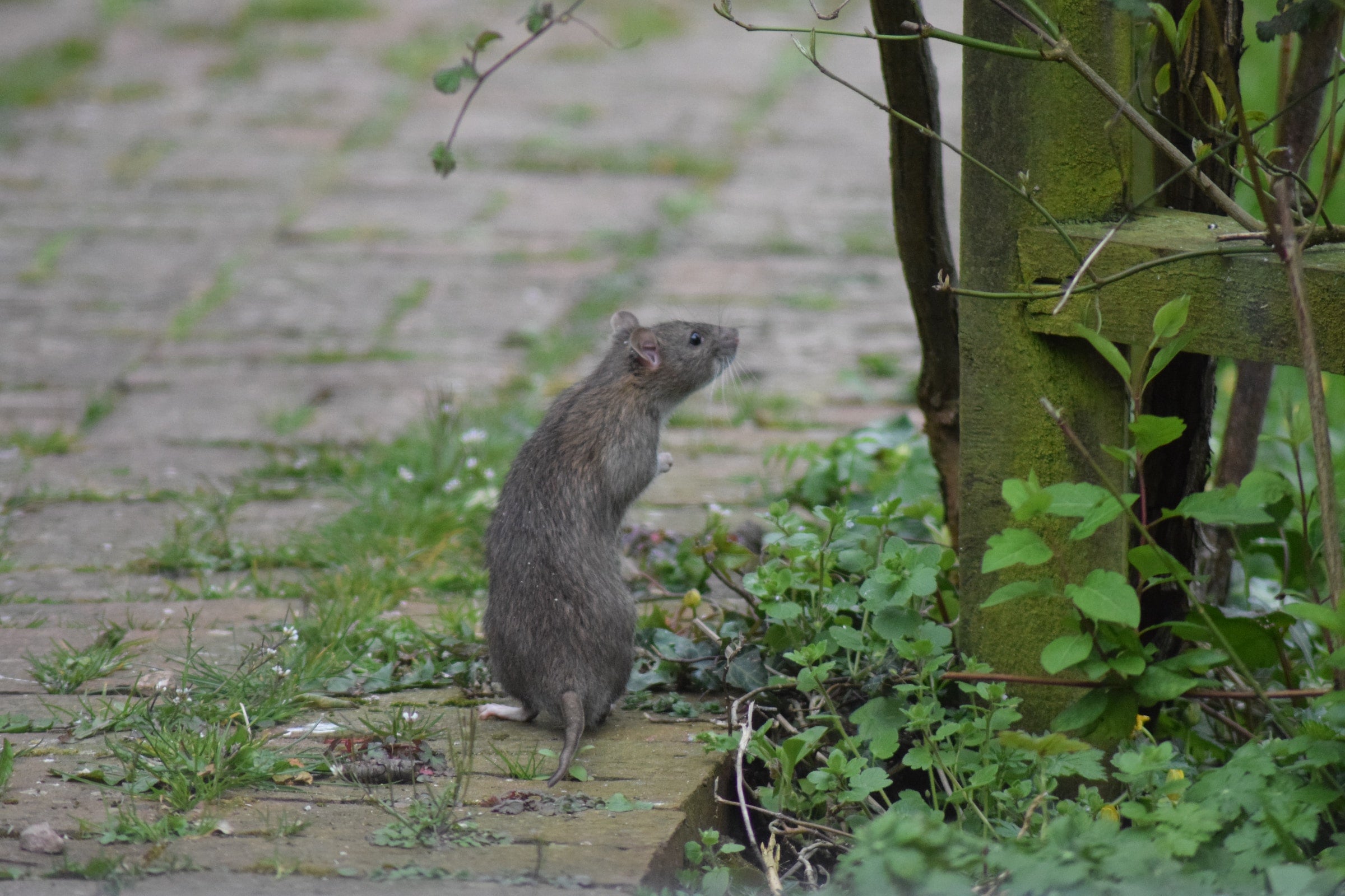 Ratte sitzend am Boden 