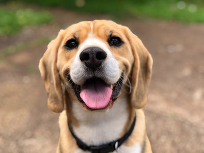 Hund mit Mund offen