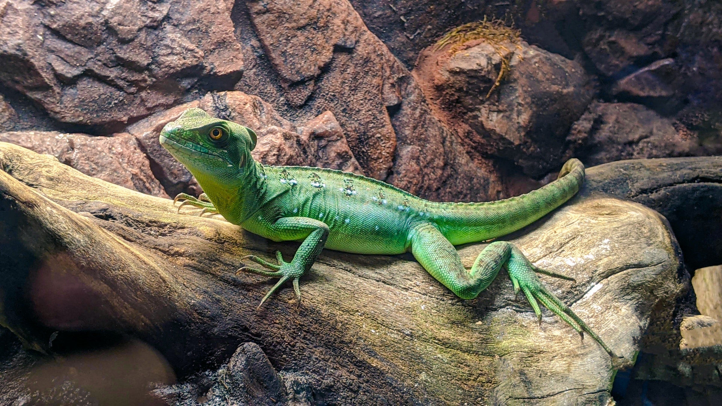 Chamäleon sitzend im Terrarium