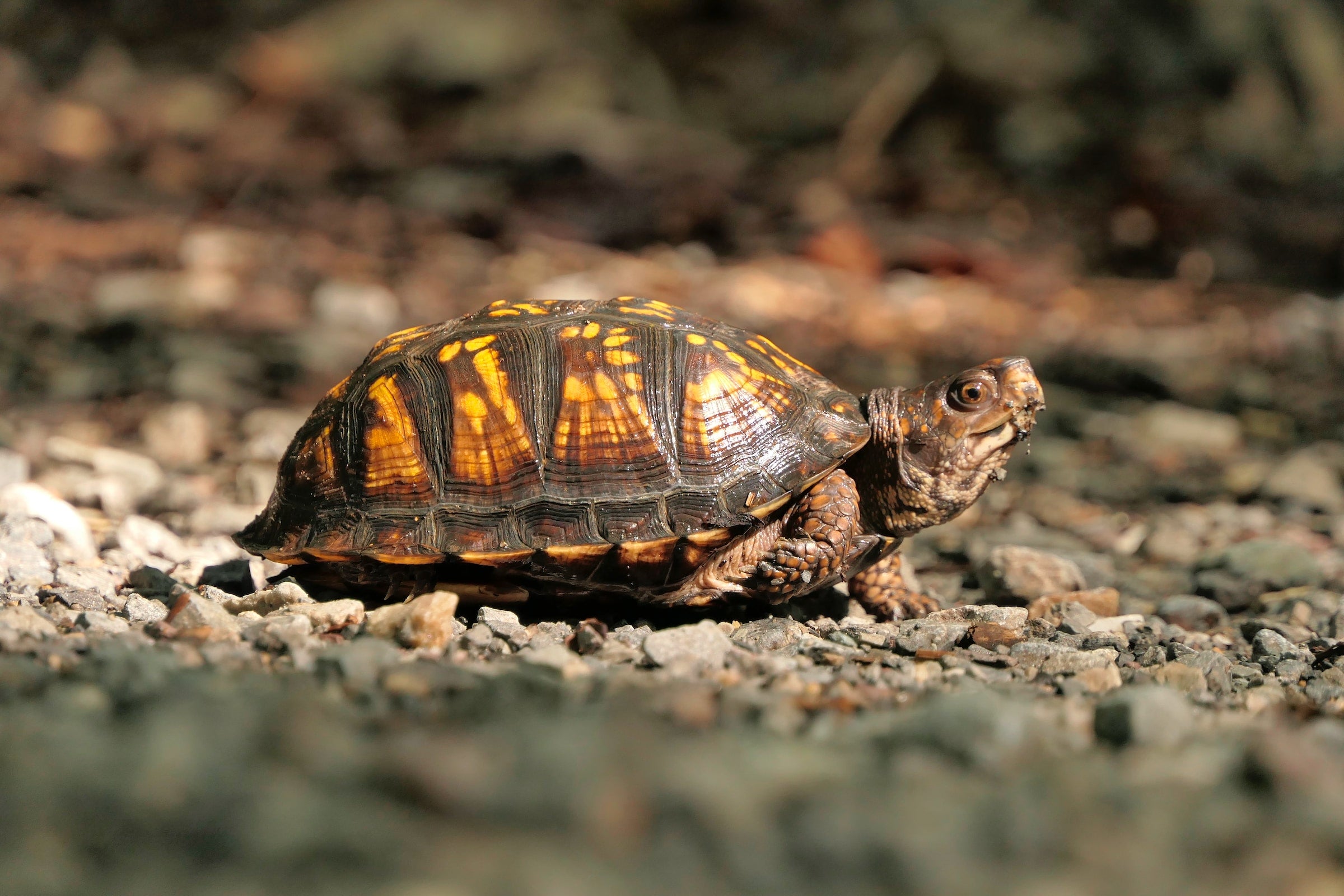 Griechische Landschildkröte beim sonnen 