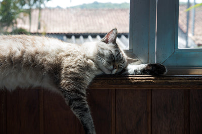 Schlafende Katze