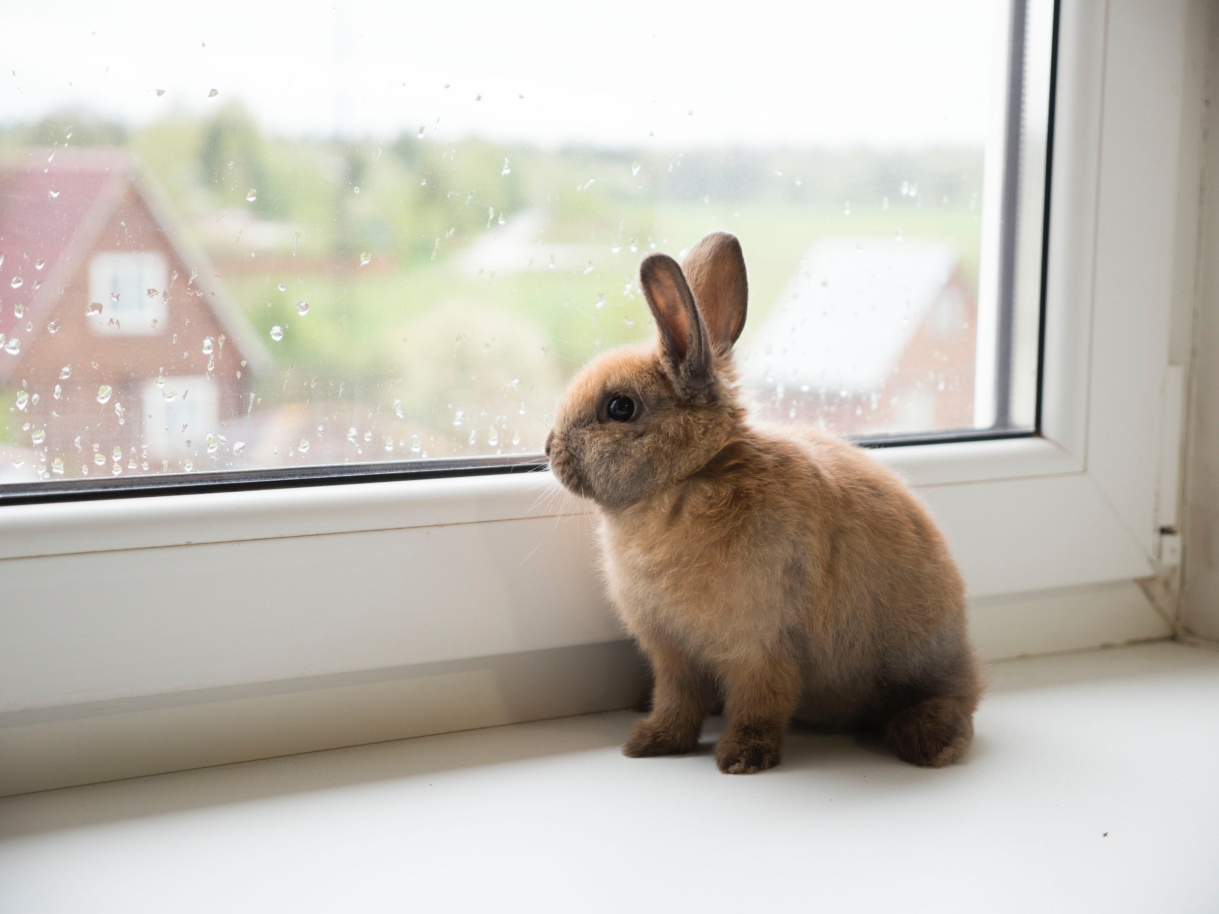 Hase sitzend vor dem Fenster