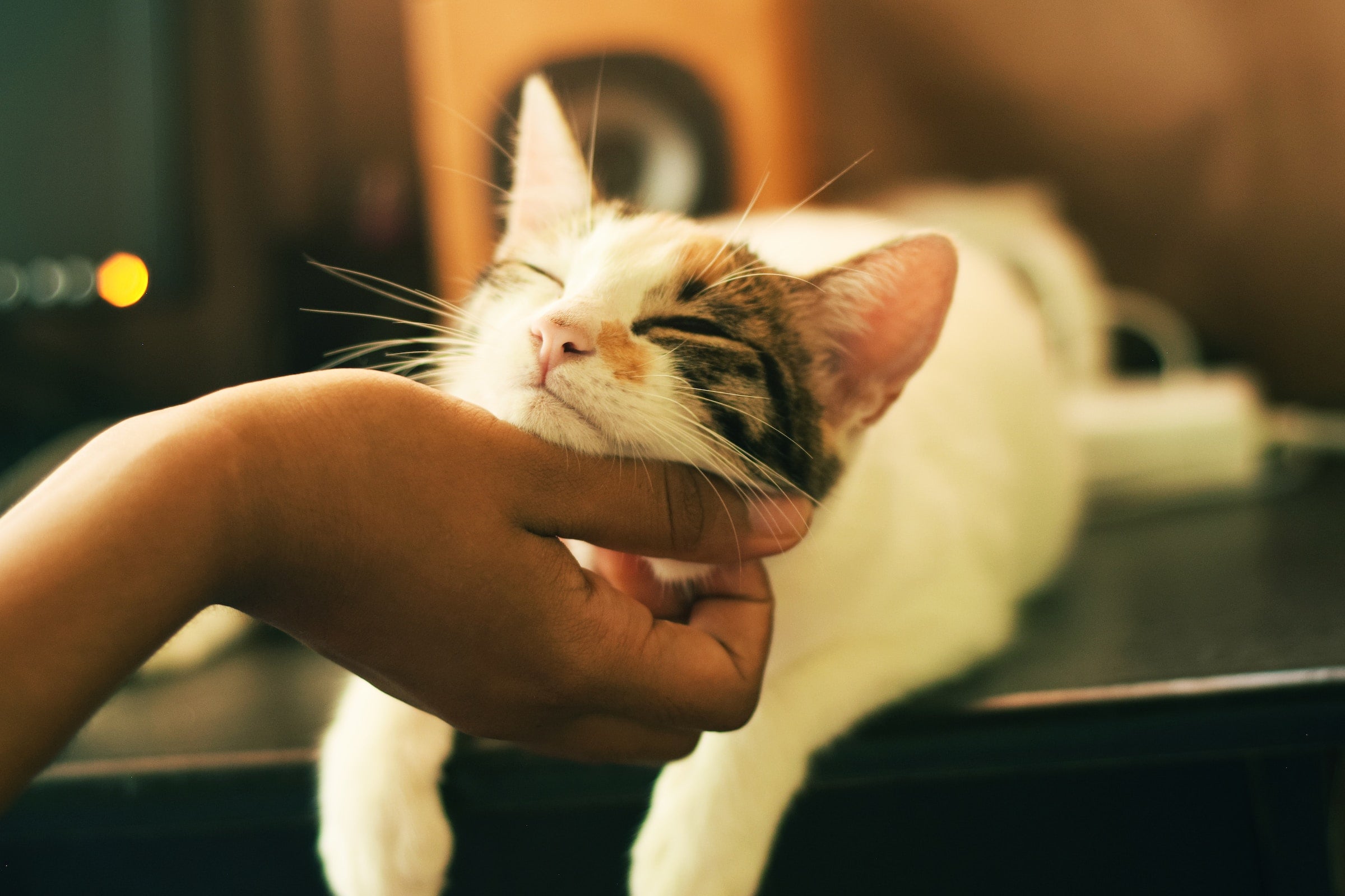 Katze lässt sich kraulen am Hals
