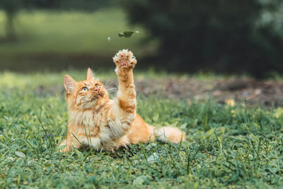 Katze beim fangen eines Blatts