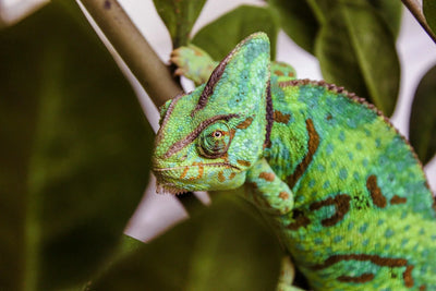 Terrarienwelt