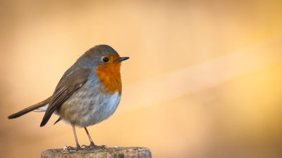 Vogel sitzend auf Baumstamm