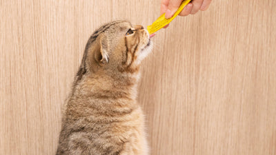 Katzen Futterergänzung