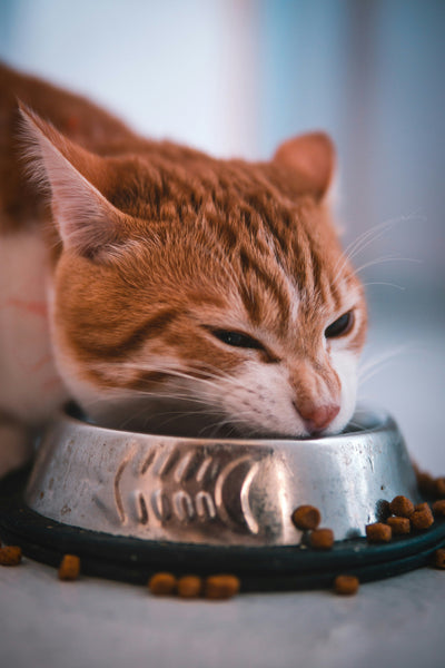 Katzen Futternäpfe & Tränken