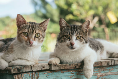 2 Sitzende Katzen 