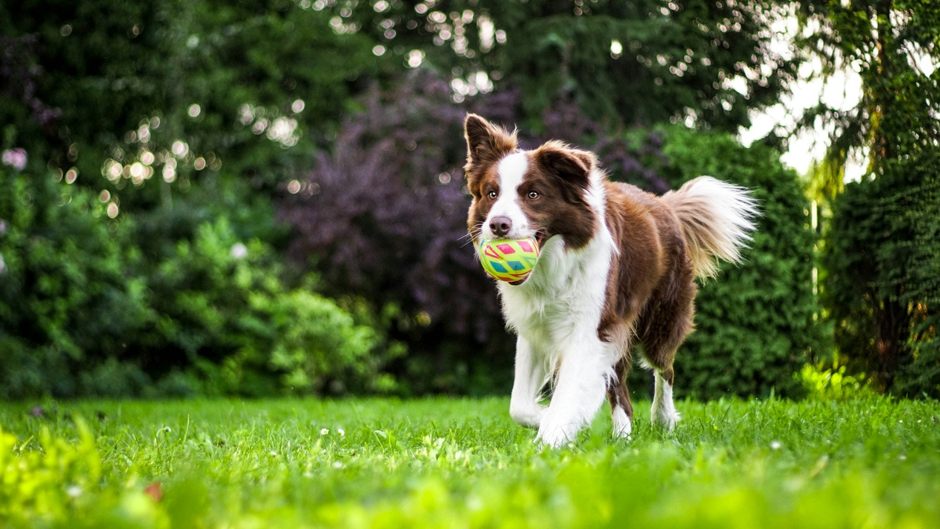 Hund am spielen mit Hundeball