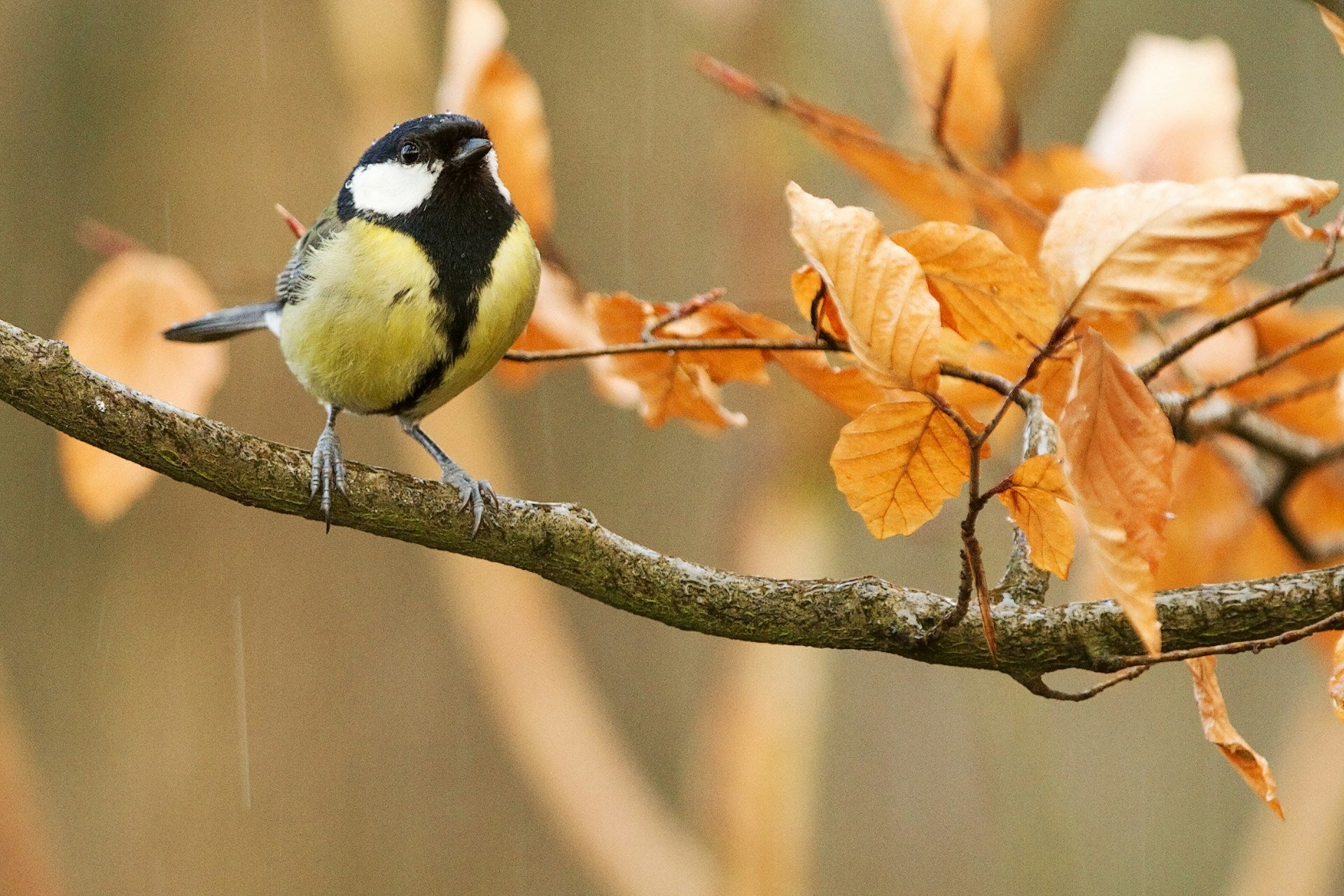 Vogel sitzend auf Ast