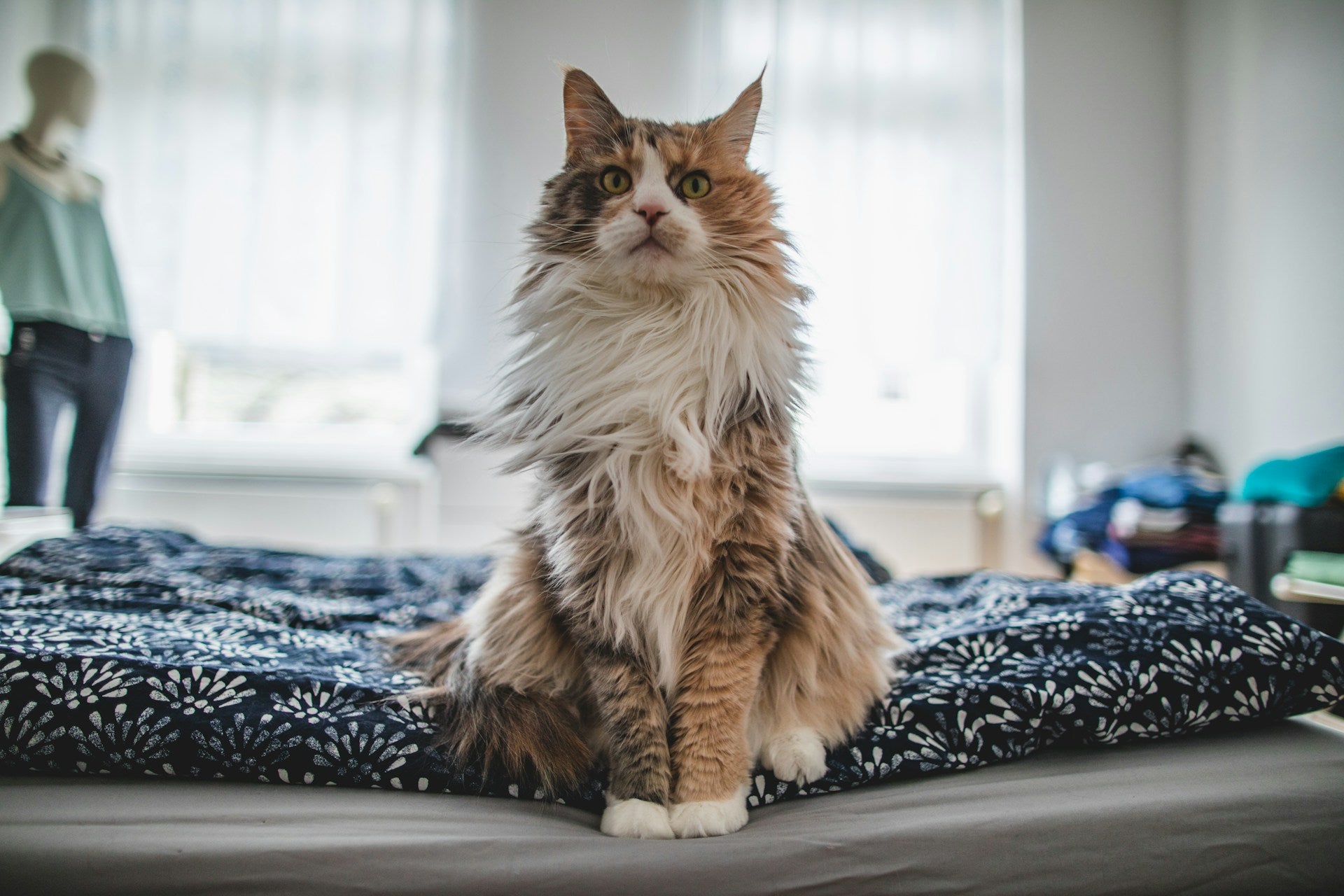 Katze sitzend im Bett