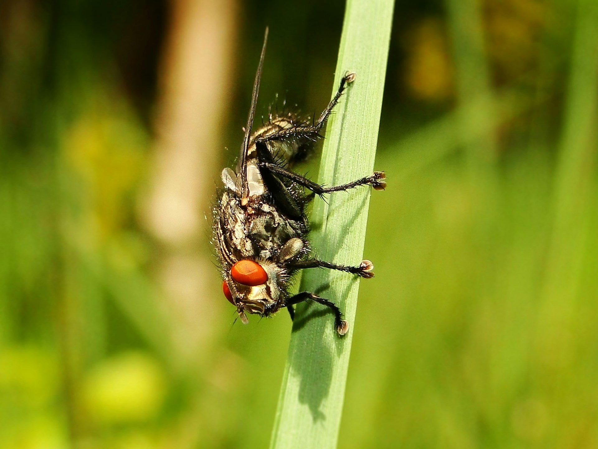 Fliege sitzend in der Wiese