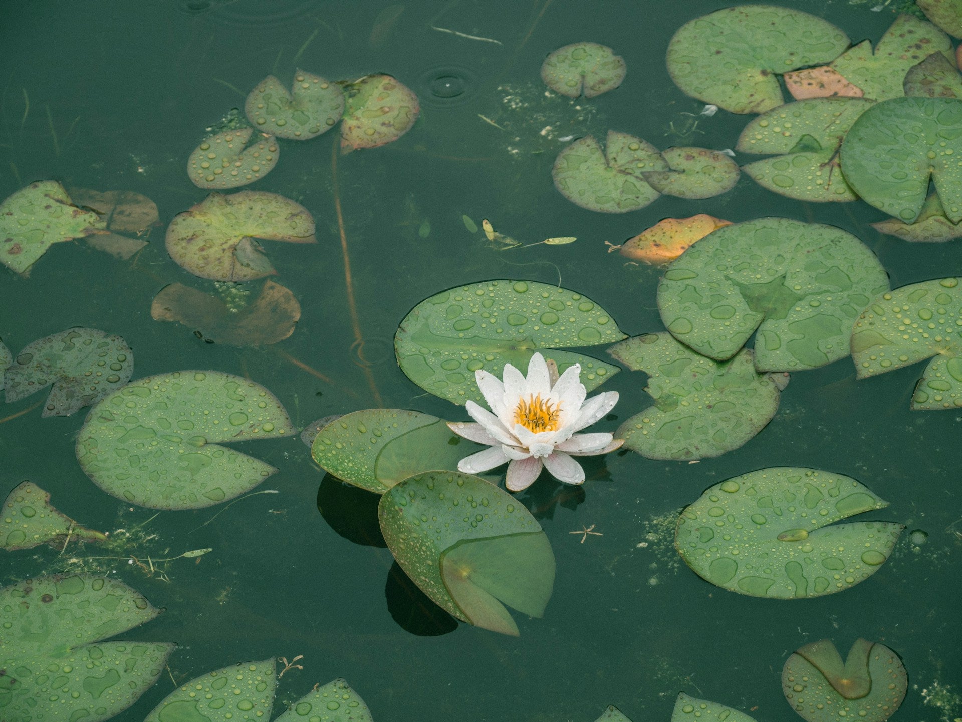 Teich mit Seerosen