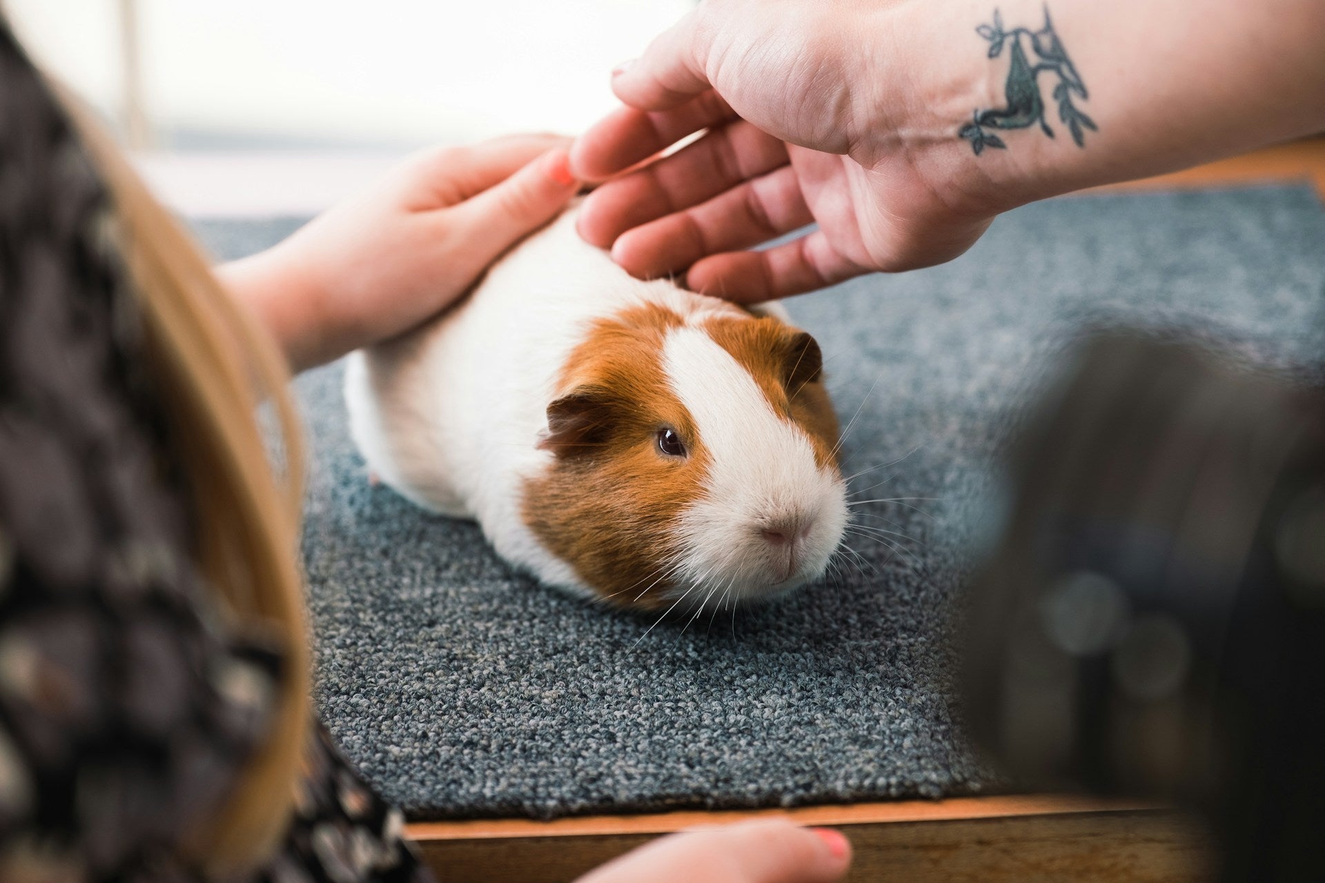 Meerschweinchen wird gestreichelt 