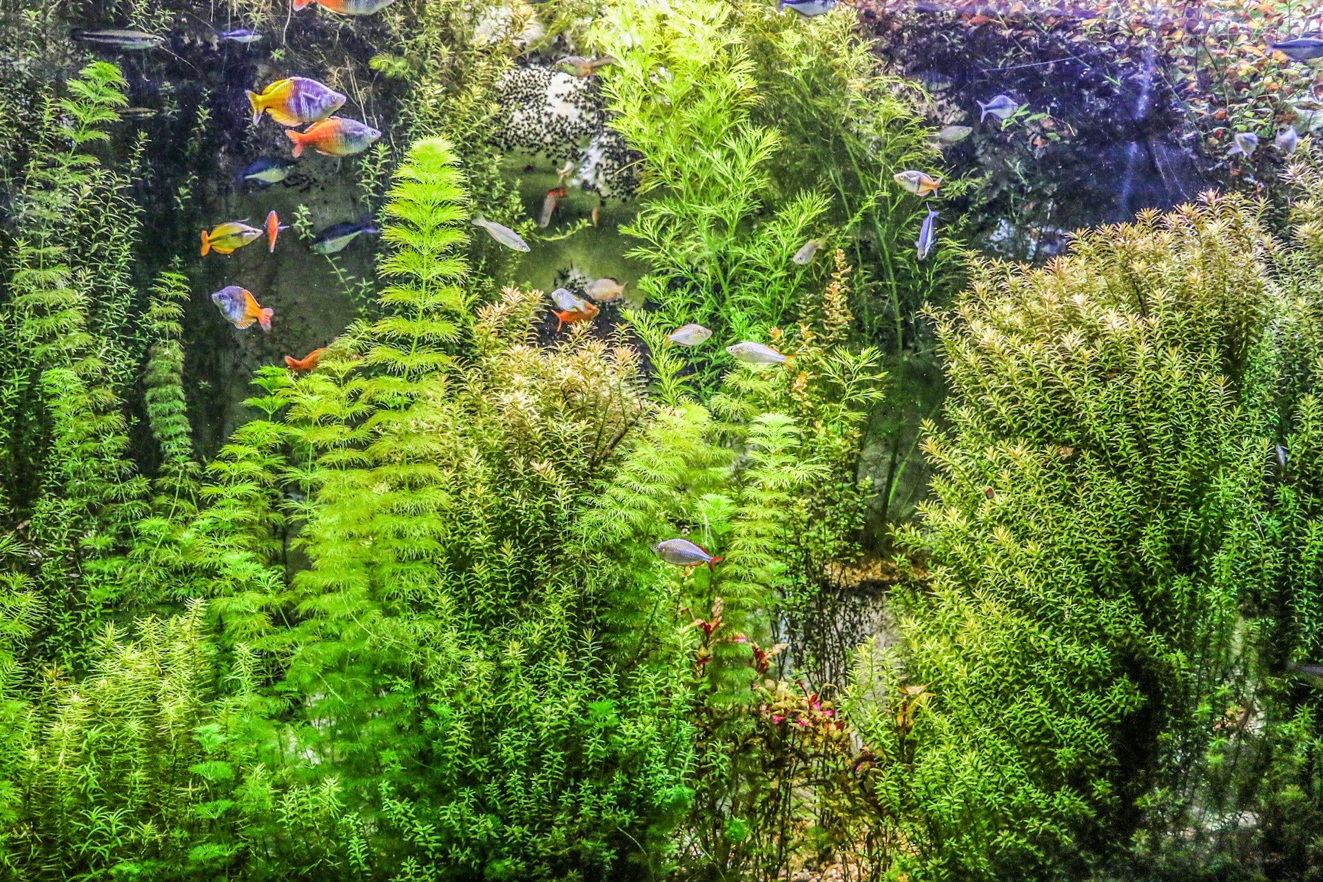 Aquarium mit Pflanzen 
