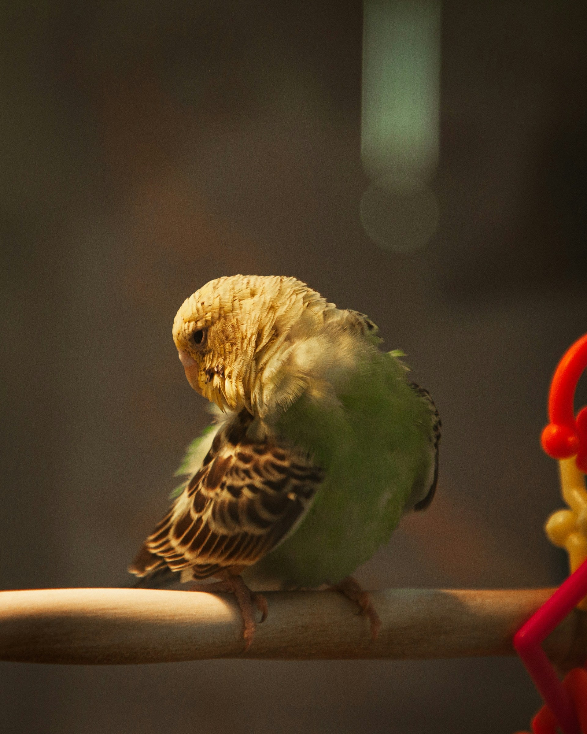 Vogel sitzend auf Leiter