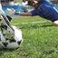 Kiepenkerl RSM 3.2 Profi Sportrasen Regeneration ohne Poa pratensis 10 kg