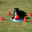 PROCYON Dog Golf Set – für Hunde