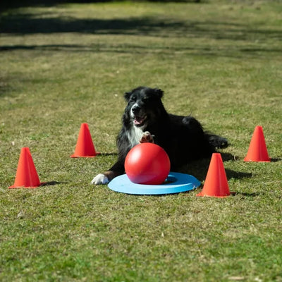 PROCYON Dog Golf Set – für Hunde